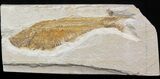 Bargain Diplomystus Fossil Fish - Wyoming #41126-1